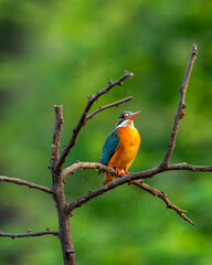 Wall Mural - common kingfisher or Alcedo atthis at keoladeo national park or bharatpur bird sanctuary rajasthan india asia. a small colorful bird closeup or portrait perched on branch in natural green background