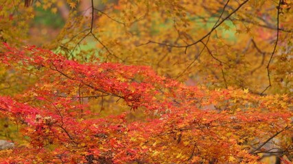 Wall Mural - Autumn leaves. Japanese maple leaves in red