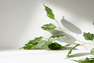 Fototapete - Abstract white color studio background for product presentation. Empty room with shadows of window and flowers and plant leaves . 3d grey room with copy space. Summer concept. Blurred backdrop.