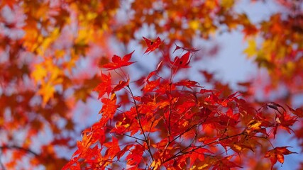 Wall Mural - Autumn leaves. Japanese maple leaves in red