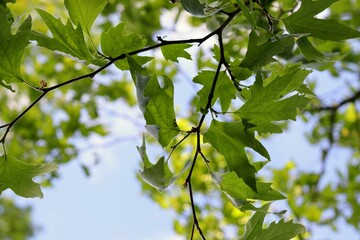 Wall Mural - Fresh green leaves against blue sky