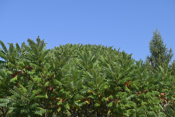  Branches of vinegar tree (Rhus typhina) against the blue sky.
