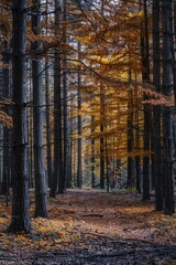 Sticker - Forest with trees that are yellow and brown. The trees are tall and the leaves are falling