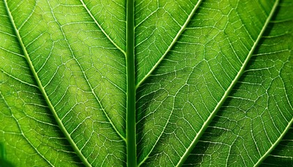 Green leaf macro illustration.  Green leaf  background. leaf texture