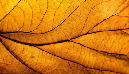 yellow leaf background. сlose up of leaf texture