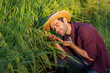 © kamonrat - Smiling Farmer Gently Examining Rice Plants in the Field During Sunset, Embracing Nature and Sustainable Agriculture Practices with Joy and Passion for Growth and Quality