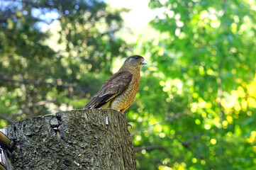 Big hawk from Argetina perched on a tree           