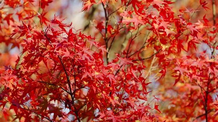 Wall Mural - dramatic view of maple leaves on a tree swaying in wind in autumn or fall, nature or outdoor