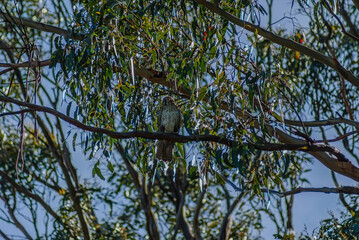 female brown falcon in a tree