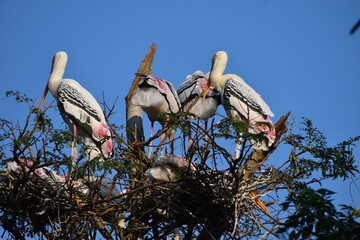 A group of painted stork standing on high tree branch 