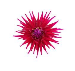 Wall Mural - a single large real red dahlia cactus flower head isolated against a transparent background for desi