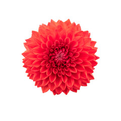 Wall Mural - a single large real red dahlia flower head isolated against a transparent background for design elem
