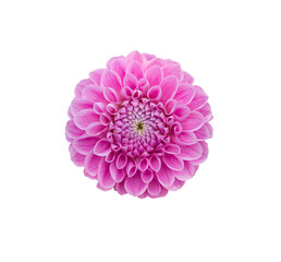 Wall Mural - a single large real pink dahlia flower head isolated against a transparent background for design ele