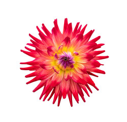 Wall Mural - a single large real red dahlia cactus flower head isolated against a transparent background for desi