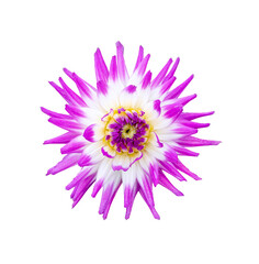 Wall Mural - a single large real purple dahlia cactus flower head isolated against a transparent background for d