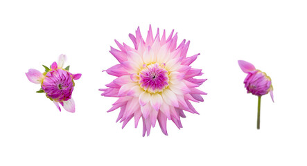 Wall Mural - a collection of real pink, purple dahlia flower heads isolated against a transparent background for 