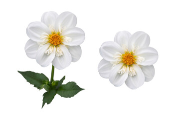 Wall Mural - two real white dwarf dahlia flower heads isolated against a transparent background for design elemen
