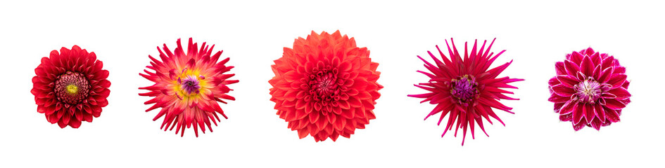 Wall Mural - a collection of real red dahlia flower heads isolated against a transparent background for design el