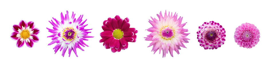 Wall Mural - a collection of real purple dahlia flower heads isolated against a transparent background for design