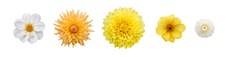 Wall Mural - a collection of real yellow dahlia flower heads isolated against a transparent background for design