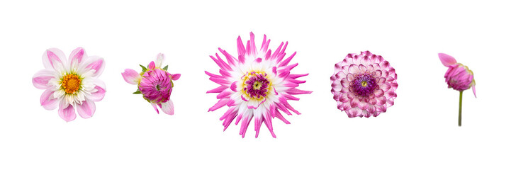 Wall Mural - a collection of real pink dahlia flower heads isolated against a transparent background for design e