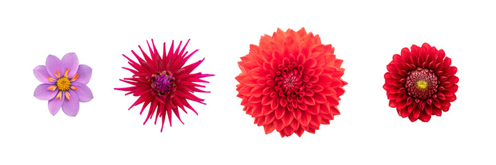 Wall Mural - a collection of real red dahlia flower heads isolated against a transparent background for design el