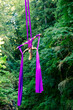 © Connect Images - Aerial performer hangs upside down from vibrant purple silks amidst a lush green forest backdrop, USA