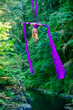 © Connect Images - Aerial silk performer hangs upside down from vibrant purple fabrics over a river in a lush green forest setting, USA