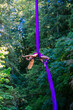 © Connect Images - Woman performs aerial silk dance in a forest with sun filtering through the trees, USA