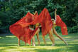© Connect Images - Five dancers in red fabric perform an expressive dance in a sunlit park, USA