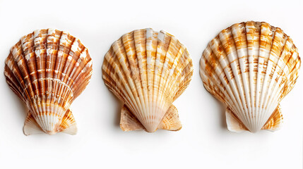 Top View of Scallops Shell: A scallops shell viewed from the top, isolated on a white background.