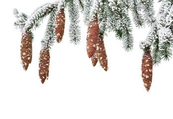 Wall Mural - branches with cones of christmas tree ( spruce, fir ) covered of hoarfrost and snow in winter on a w