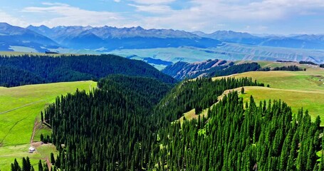 Wall Mural - Green grass and forest with mountain natural landscape in Kalajun grassland, Xinjiang. Kalajun Grassland is one of the most famous grasslands in China.