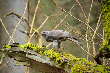 Wall Mural - A hawk on a broken branch of an old mossy tree