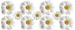 © Saima - Cute white daisies in various poses, arranged on top of each other, isolated on pure white background, flat lay photography, high resolution