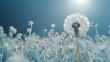© sumaji - Single Dandelion in a Field of  Seedheads Under a Bright Sky