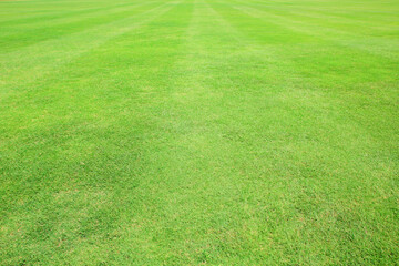 Canvas Print - green grass field