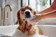 © Виктория Марьенко - A woman cleaning her purebred golden retriever at home, focusing on bathing and grooming
