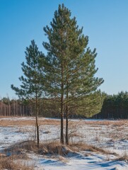 Wall Mural - snowy landscape with solitary tree