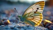 © Alena - A close-up view of a butterfly perched on a rock, its wings spread wide