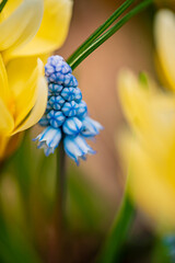 Wall Mural - spring flowers in the garden