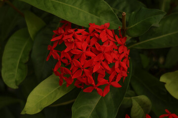 Wall Mural - A field of red flowers with green leaves. The flowers are scattered throughout the field, background