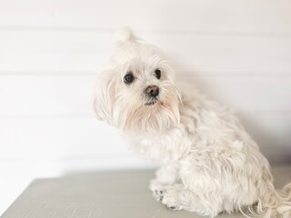 Wall Mural - White Dog Sitting Patiently on the Table with a White Background.