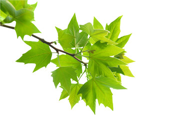 Wall Mural - Green leaves on branch, spring green leaves in PNG isolated on transparent background