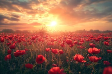 Poster - Red Poppies Field Sunset Golden Hour Landscape