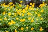 Yellow anemone flowers against blurred background with copy space. Yellow wood buttercup anemone flower (Anemone ranunculoides). Blooming yellow flowers in spring forest. 