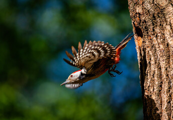 Canvas Print - bird woodpecker flew out of nest in tree hollow spreading wings