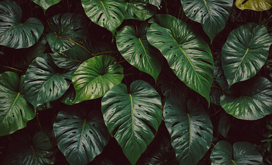 Poster - Large group of green leaves. Some of the leaves are large and some are small. The leaves are green and have a shiny appearance