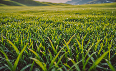 Poster - Field of grass is wet and green. The grass is tall and the ground is wet