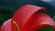 © Anna - Close-up photo of a red blossom with water droplets and a green foliage in the background
